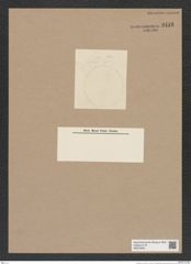 Podosira sp. (de-Toni-Nr.: Genus 217) Zeichnungen Sammlung Grunow Nr. 9416 (NHMW-BOT-W0379262)